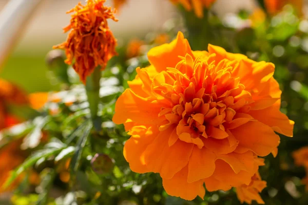 Closeup of a Marigold flower — Stock Photo, Image