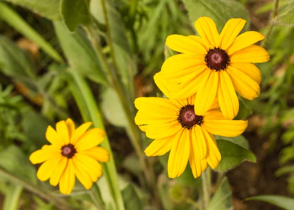 Primer plano de las flores de Rudbeckia — Foto de Stock