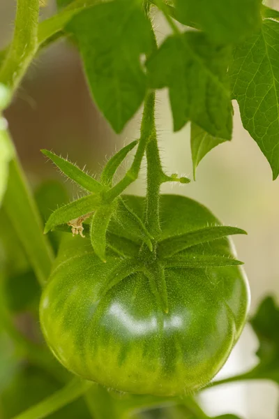 Nahaufnahme einer grünen Tomate — Stockfoto