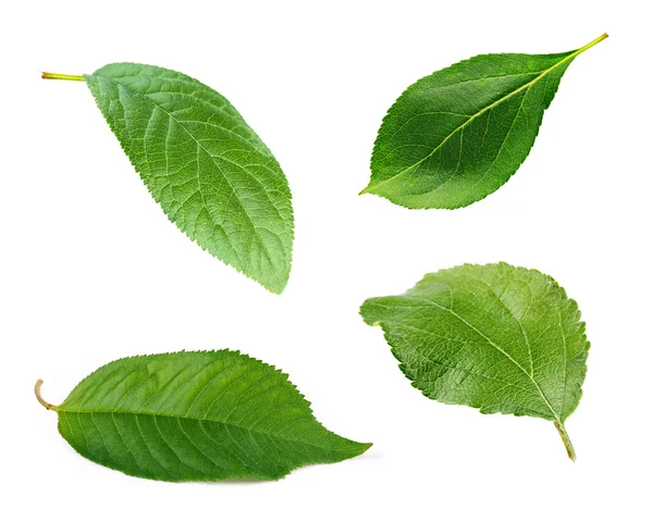 yapraklar