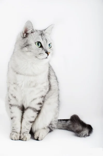 Hermoso gato gris sobre el fondo blanco — Foto de Stock