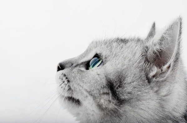 Gatto grigio da vicino sullo sfondo bianco — Foto Stock