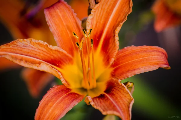 Orange Lilja blomknoppar på nära håll — Stockfoto