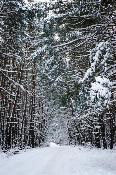Paisaje de invierno, bosque de nieve — Foto de Stock