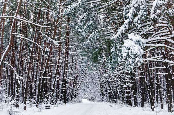 Kış peyzaj, kar orman