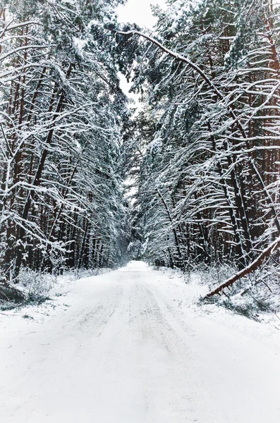 Paisaje de invierno, bosque de nieve — Foto de Stock