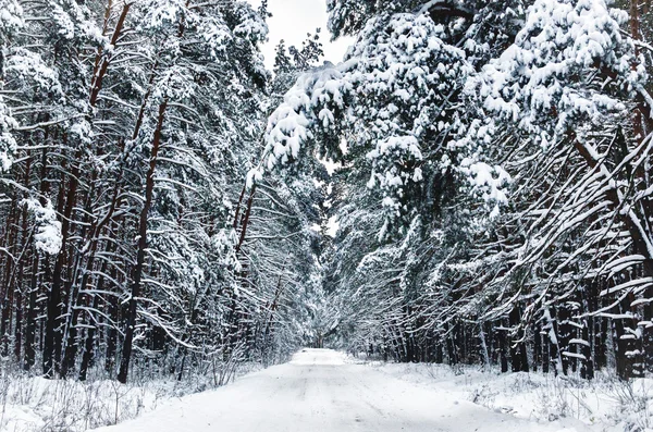 Kış peyzaj, kar orman