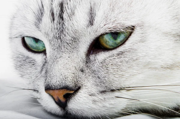 Namlu siyah beyaz kedi