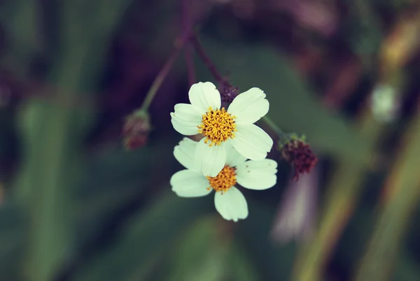 güzel beyaz gül izole yeşil