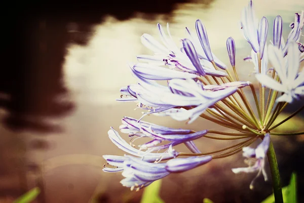 Mor çiçek lakeside — Stok fotoğraf