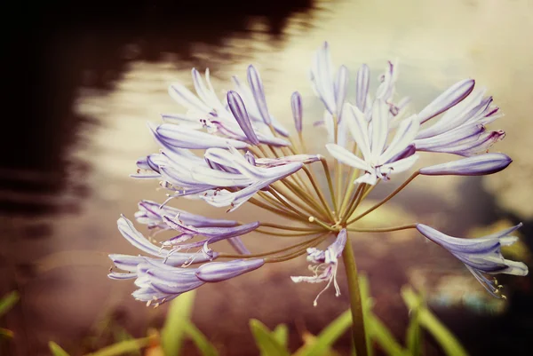 Mor çiçek lakeside — Stok fotoğraf
