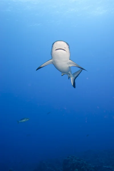 En grå shark käftar redo att attackera under vattnet närbild porträtt — Stockfoto