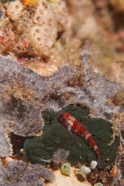 raja ampat Papua, Endonezya yeşil bir sünger üzerinde rahatlatıcı küçük bir kırmızı balık