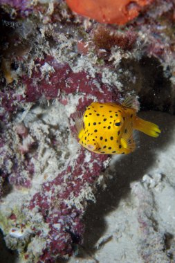küçük sarı bir kutu balık raja ampat Papua, Endonezya