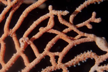 raja ampat Papua, Endonezya dünyanın en küçük denizatı