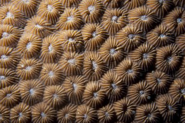 Raja Ampat, Papua Endonezya 'dan sert mercan ayrıntıları