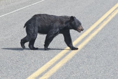 A black bear crossing the road in Alaska Britsh Columbia clipart