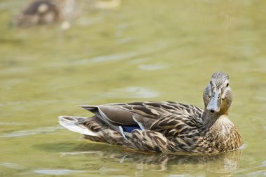 Sana bakmak süre izole kadın yaban ördeği