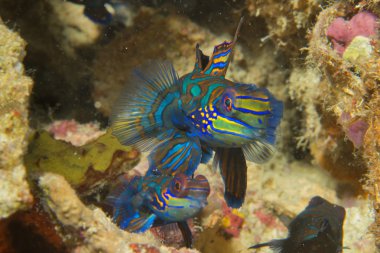 cebu Filipinler'de renkli bir mandalina balık