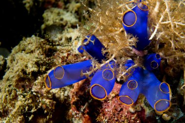 cebu Filipinler'de renkli mavi mercan makro