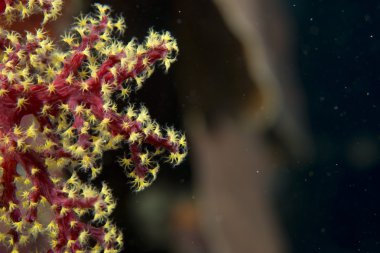 renkli yumuşak sarı ve kırmızı mercan makro cebu, Filipinler