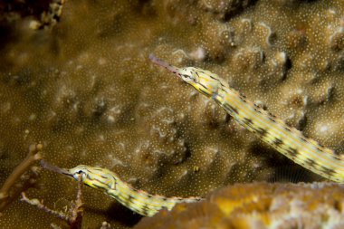 cebu Filipinler'de iki deniz yılanları