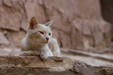 AIT benhaddou maroc konumunu gladyatör kalıntıları içinde dinlendirici bir kedi