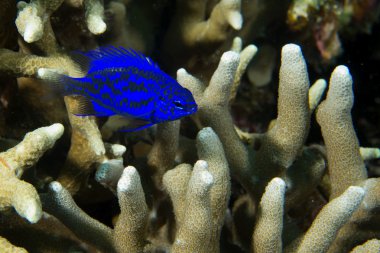 cebu Filipinler'de sert mercan makro üzerinde renkli mavi balık