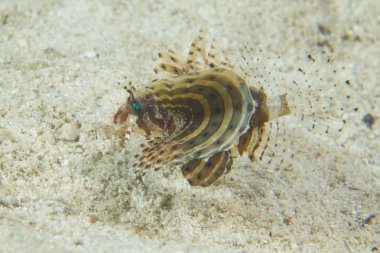 Şeytan balık cebu Filipinler'de kum