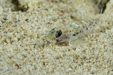küçük beyaz yarı saydam bir balık cebu, Filipinler