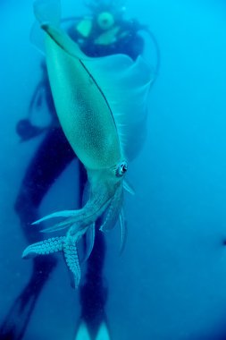 bir izole kapatmak squid mürekkep balığı bir dalgıç ile 20.000 Fersah deniz altında gibi görünüyor.