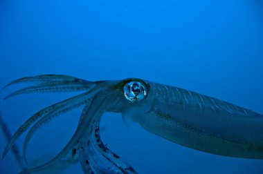 bir izole kapatmak renkli squid mürekkep balığı 20.000 Fersah deniz altında gibi görünüyor.