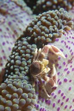 Porselen Yengeç cebu Filipinler'de yeşil ve mor anomone içinde
