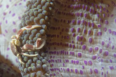 Porselen Yengeç cebu Filipinler'de yeşil ve mor anomone içinde