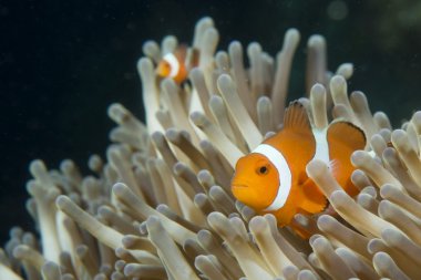 cebu Filipinler'de bakıyorsun izole bir palyaço balığı