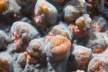 cebu Filipinler'de renkli sert mercan makro