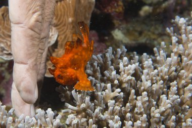 sert mercan makro cebu Filipinler'de bir kurbağa balık