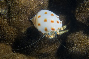 cebu Filipinler'de sert mercan üzerinde beyaz ve portakal kabuğu Yengeç