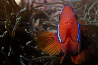 cebu Filipinler'de bakıyorsun izole bir palyaço balığı