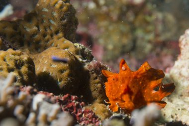 sert mercan makro cebu Filipinler'de bir kurbağa balık