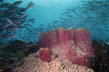 dev bir sünger mavi arka plan raja ampat Papua, Endonezya