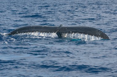 kambur balina kuyruğu mavi Polinezya denize iniyor