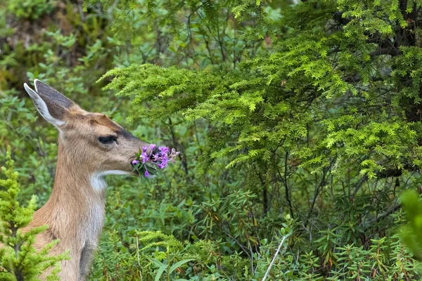 Un cervo isolato coda nera mentre mangia fuoco telaio in Alaska nella foresta sfondo verde — Foto Stock