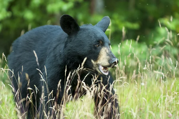 Um urso preto isolado no fundo verde no Alasca — Fotografia de Stock