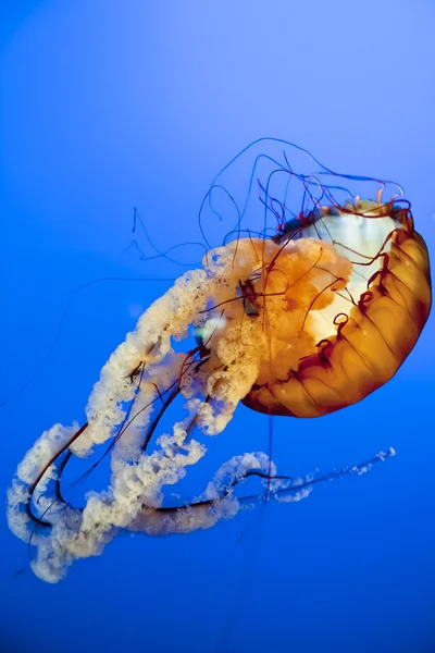 A mélykék tenger közelről narancs-medúza — Stock Fotó