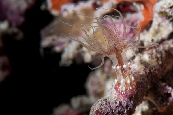 Απομονωμένες μαλακό κοράλλι πορτρέτο στο raja ampat Παπούα, Ινδονησία — Φωτογραφία Αρχείου