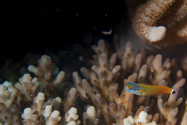 Un piccolo pesce rosso giallo e blu su un corallo duro a Raja Ampat, Papua Indonesia — Foto Stock