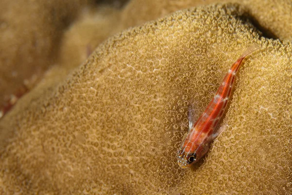 パプアのインドネシアのハードコーラルに小さな赤い魚 — ストック写真