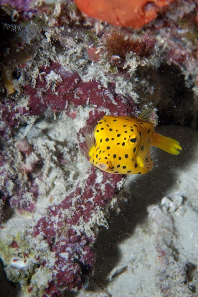Small yellow box fish in Raja Ampat Papua, Indonesia — Stock Photo, Image