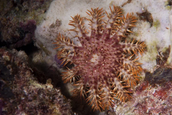 Gwiazda morza koronę z cierni w raja ampat papua, Indonezja — Zdjęcie stockowe